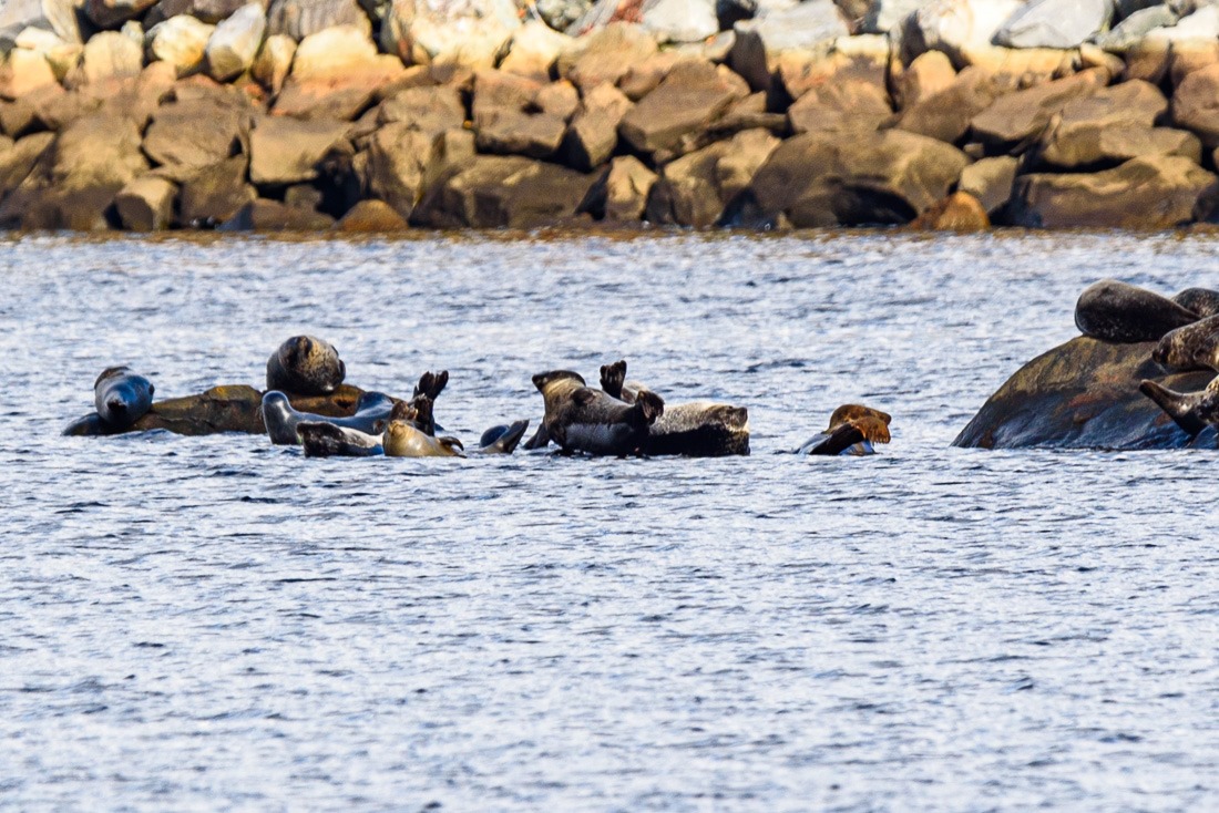 Harbour seals in the sun Harbour seals in the sun
