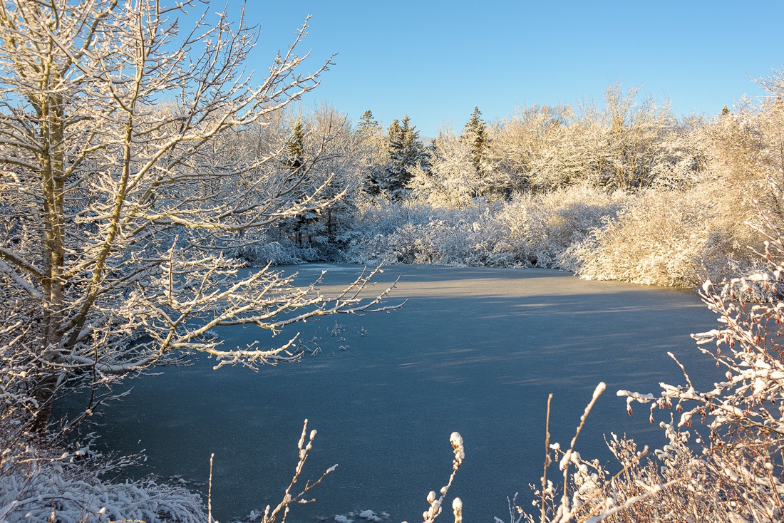 A small hidden pond A small hidden pond