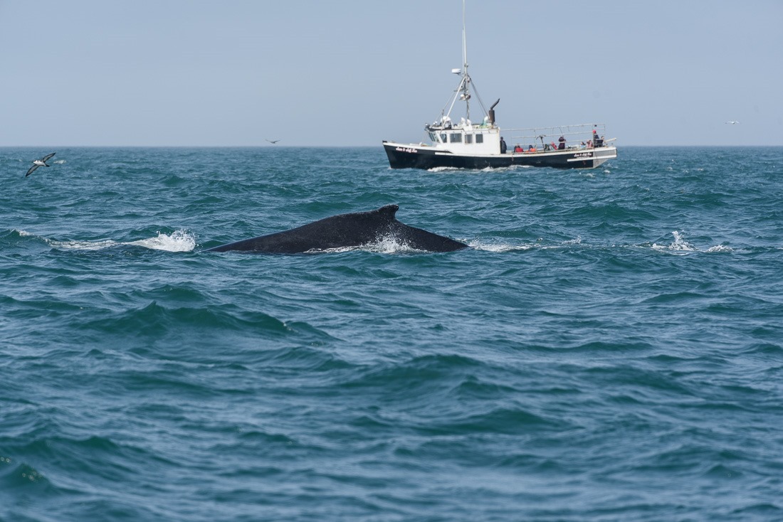 First sight of a whale for me First sight of a whale for me