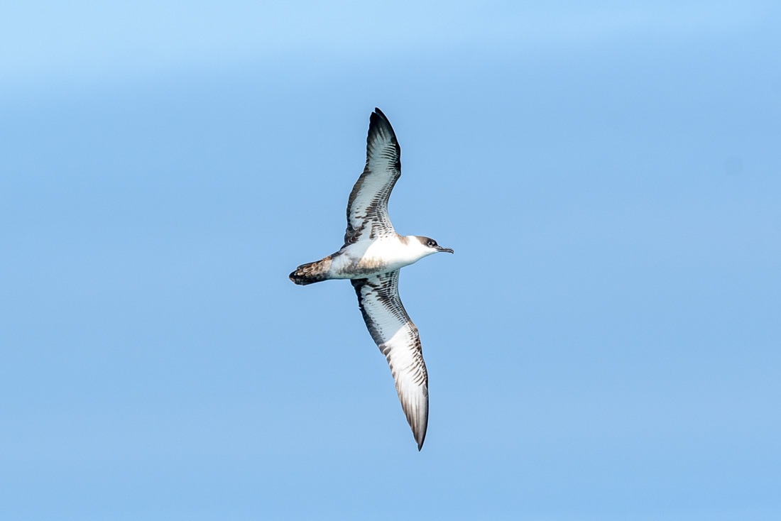 Great Shearwater Great Shearwater