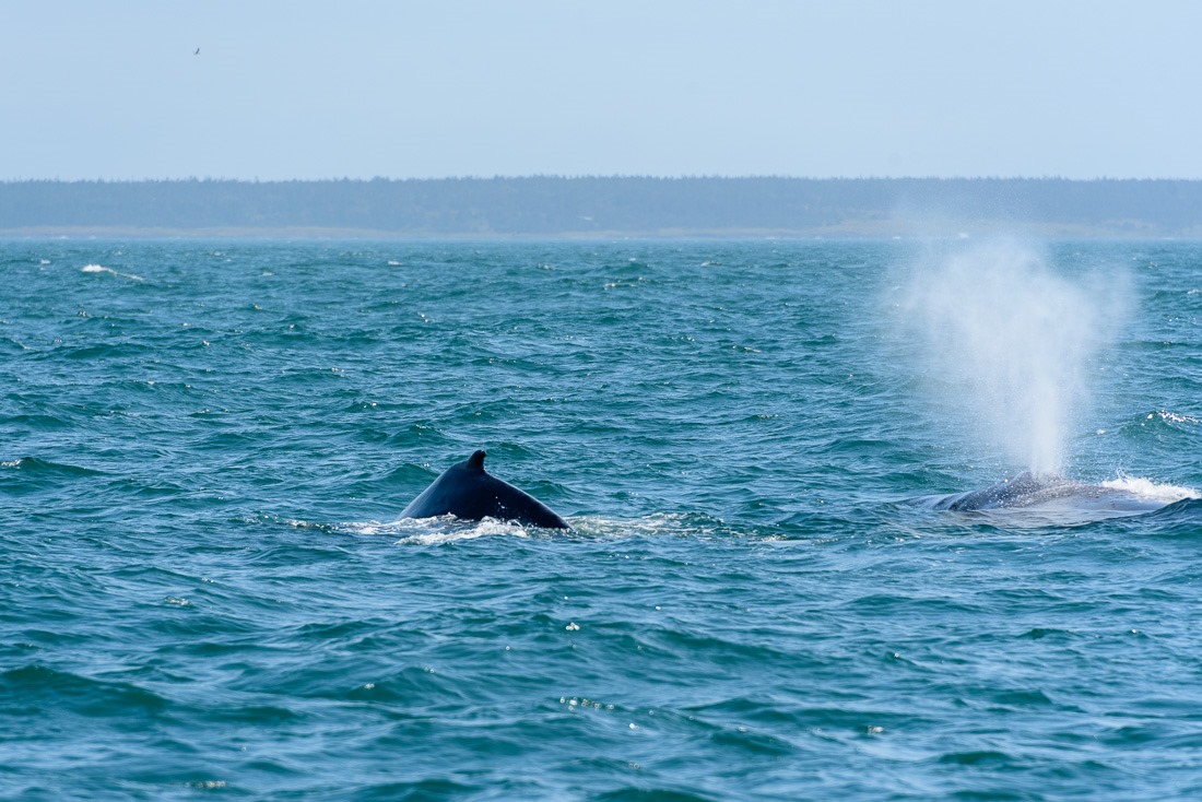 Humpback mom and calf Humpback mom and calf