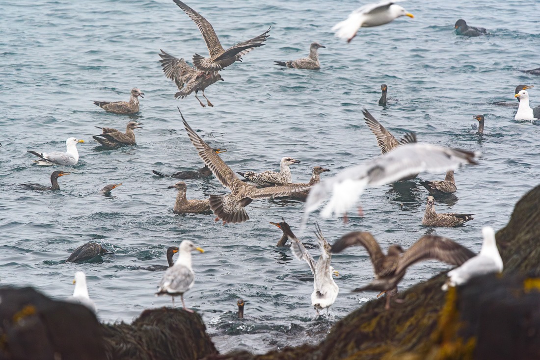 Gulls and Cormorants Gulls and Cormorants
