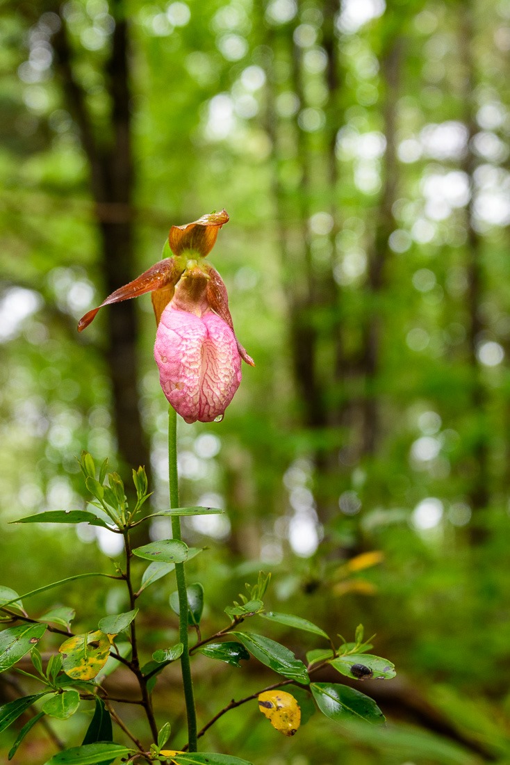 Pink Lady’s Slipper orchid Pink Lady’s Slipper orchid
