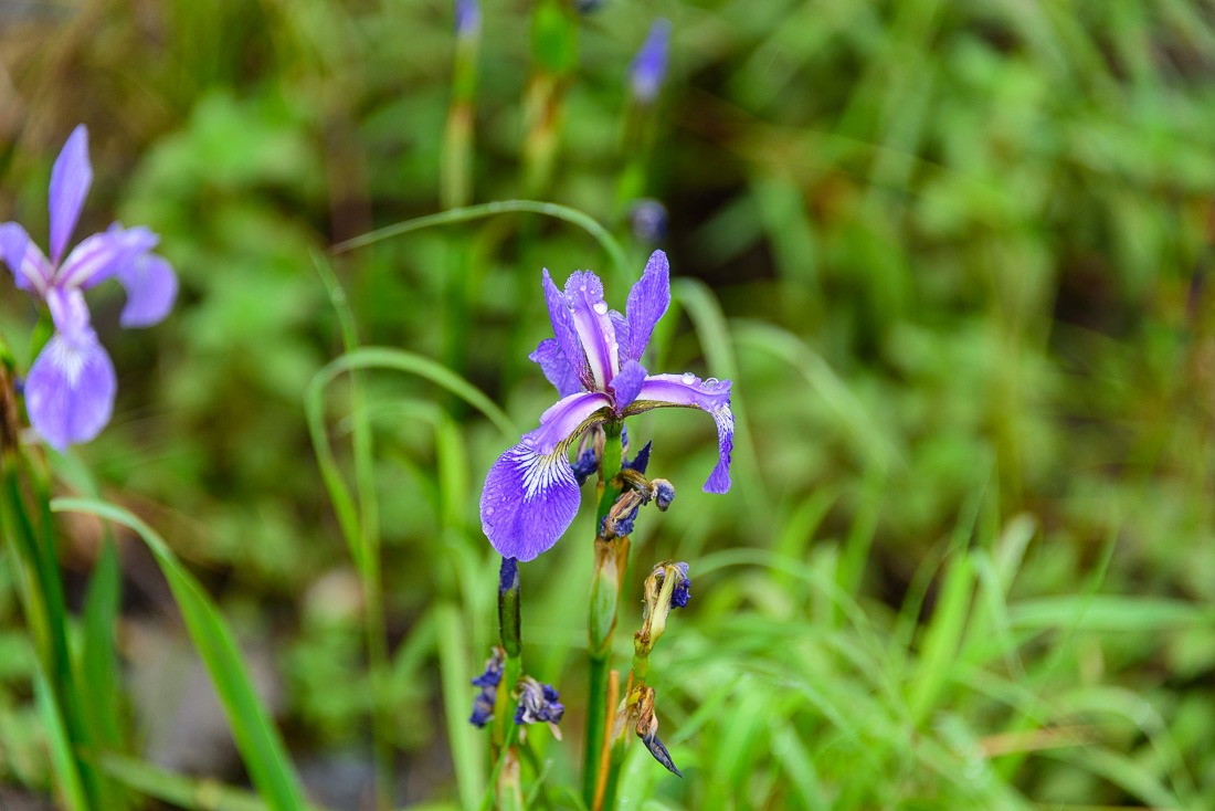 Blue Flag Iris Blue Flag Iris