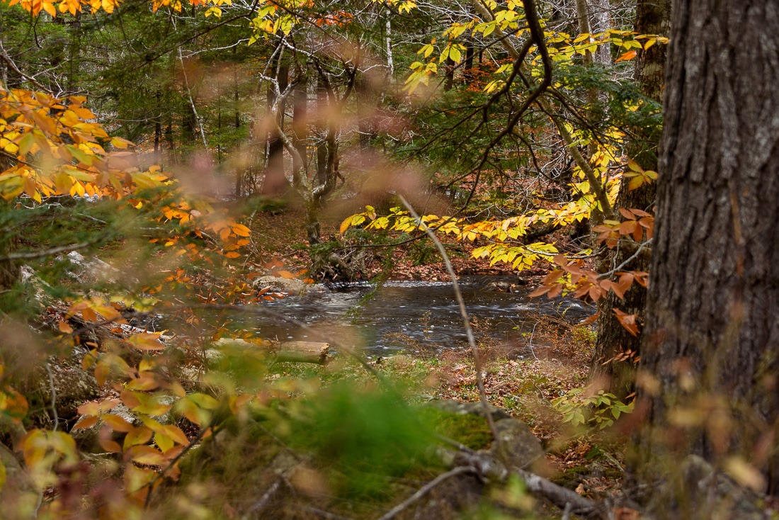See-through See-through