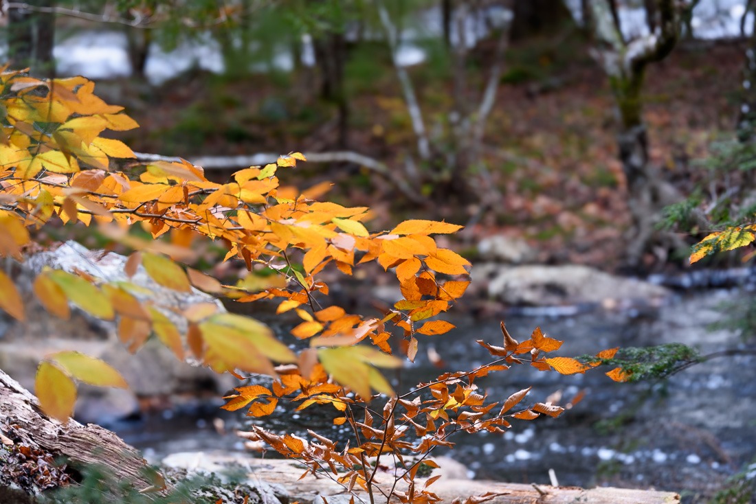 The last colour The last colour