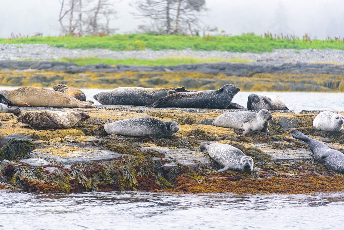 Seals on their rock Seals on their rock