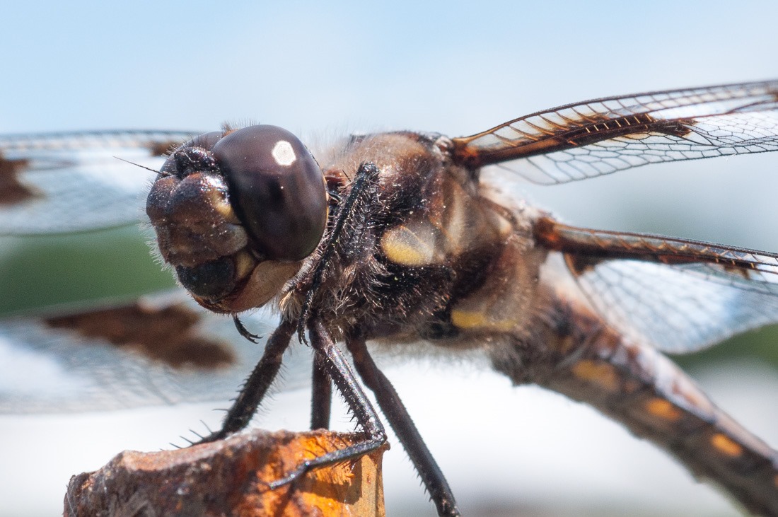 Dragonfly, Twelve Spotted Skimmer Dragonfly, Twelve Spotted Skimmer