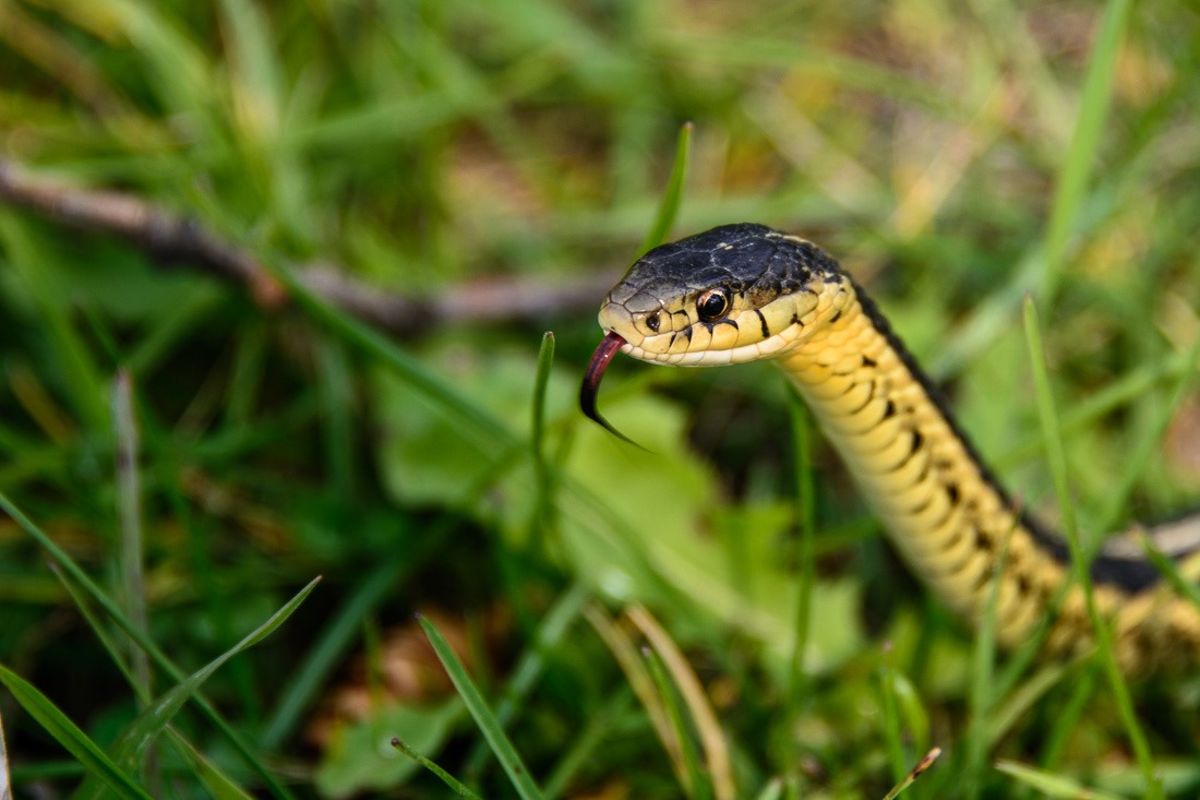 Red-Sided Garter Snake Red-Sided Garter Snake
