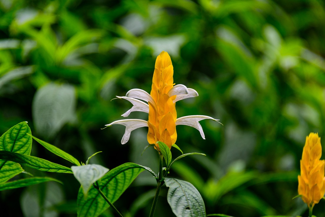Golden Shrimp Plant Golden Shrimp Plant