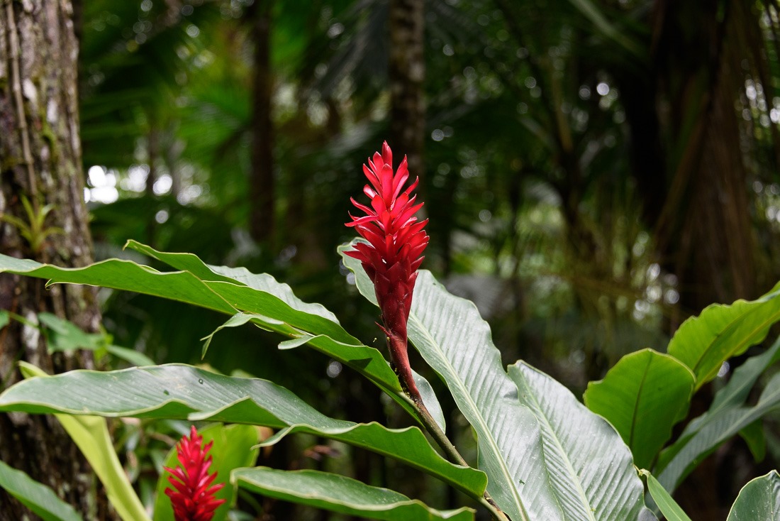 Red Ginger Red Ginger