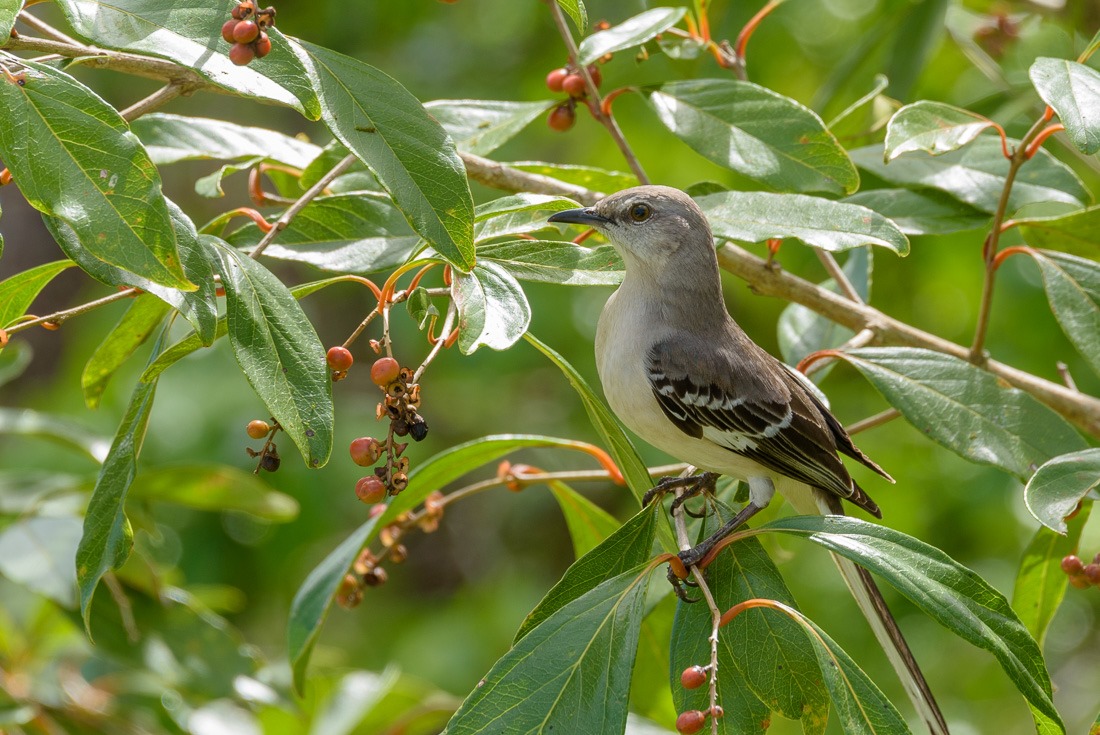 Northern Mockingbird  Northern Mockingbird