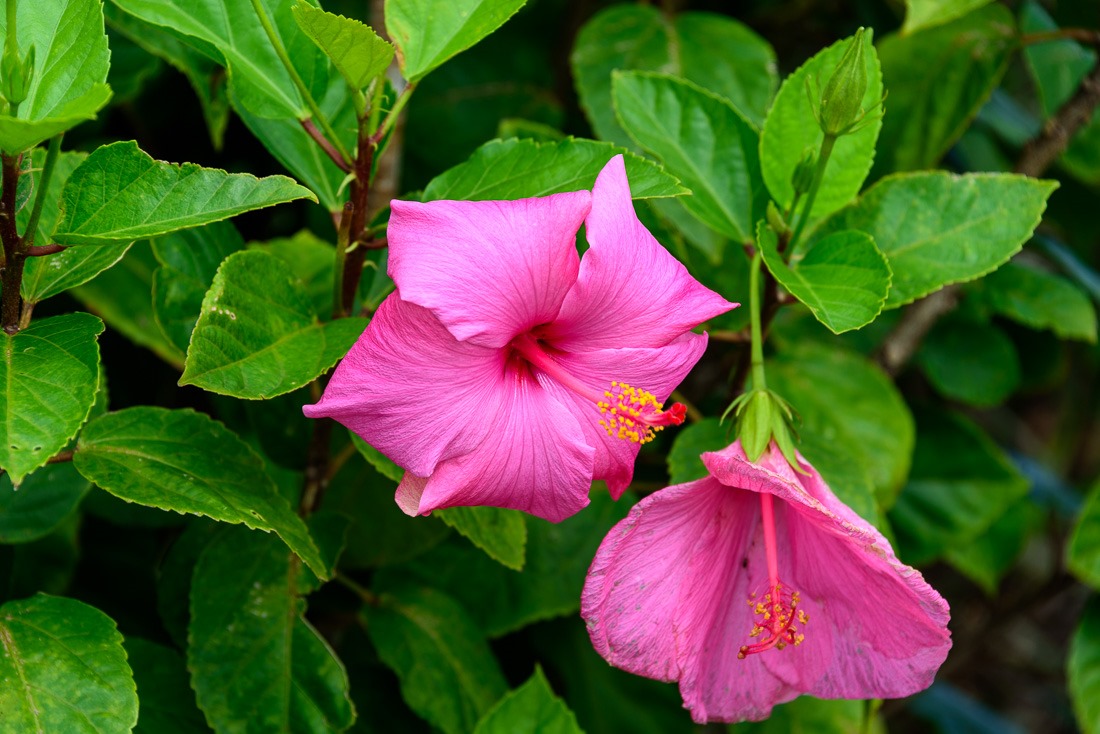 Hibiscus Hibiscus