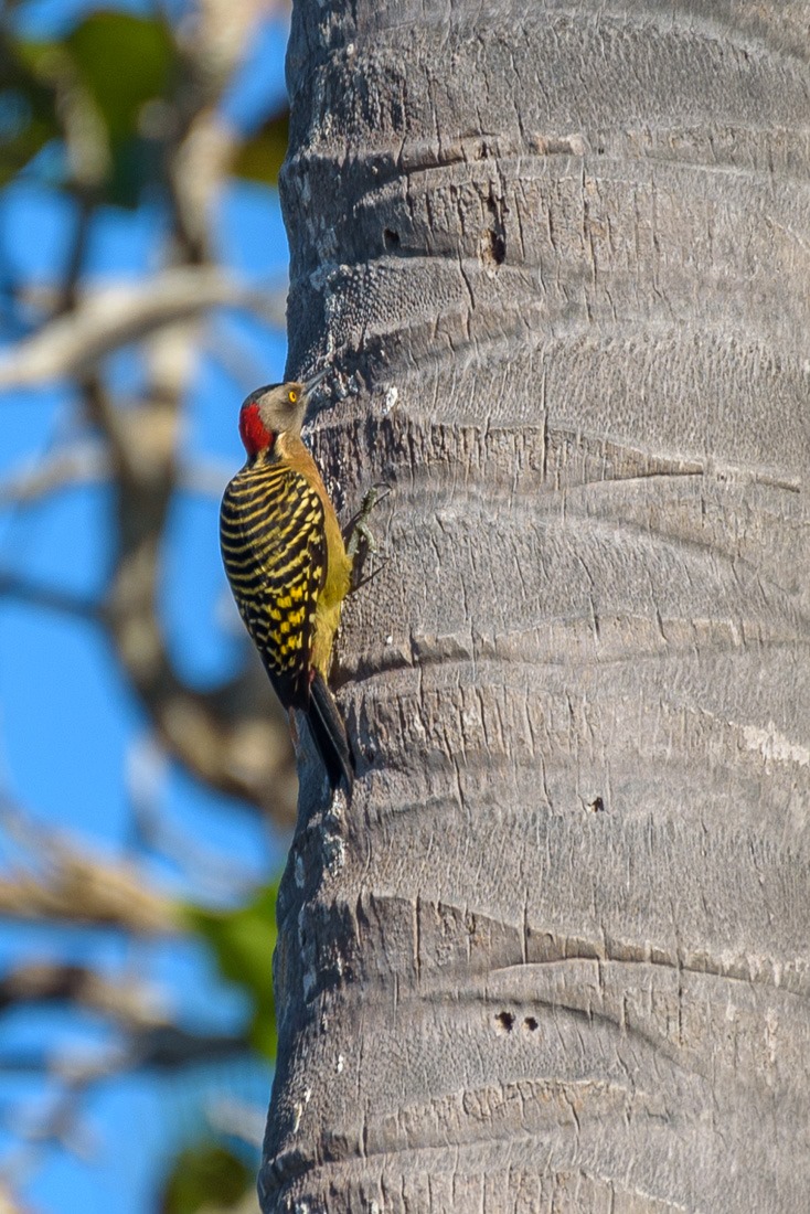 Hispaniolian Woodpecker Hispaniolian Woodpecker