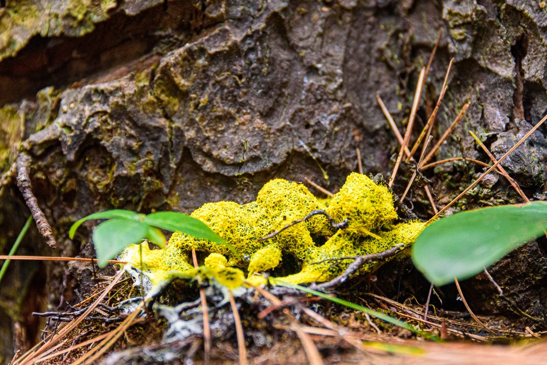 Dog Vomit Slime Mould Dog Vomit Slime Mould