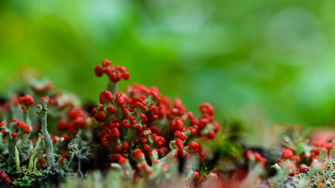 British Soldier British Soldier