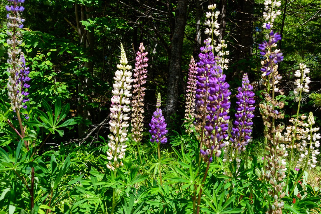 Lupins Lupins