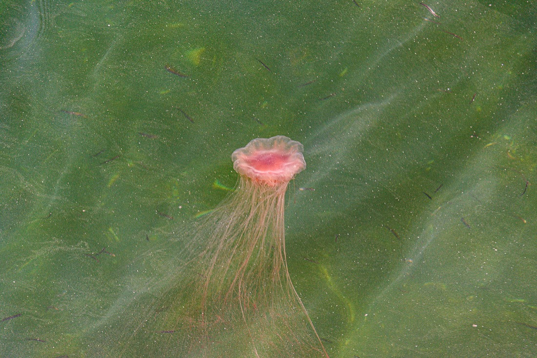 Atlantic Lion’s Mane jellyfish Atlantic Lion’s Mane jellyfish