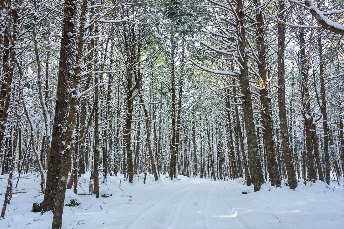 Medway, on the wild side Medway, on the wild side