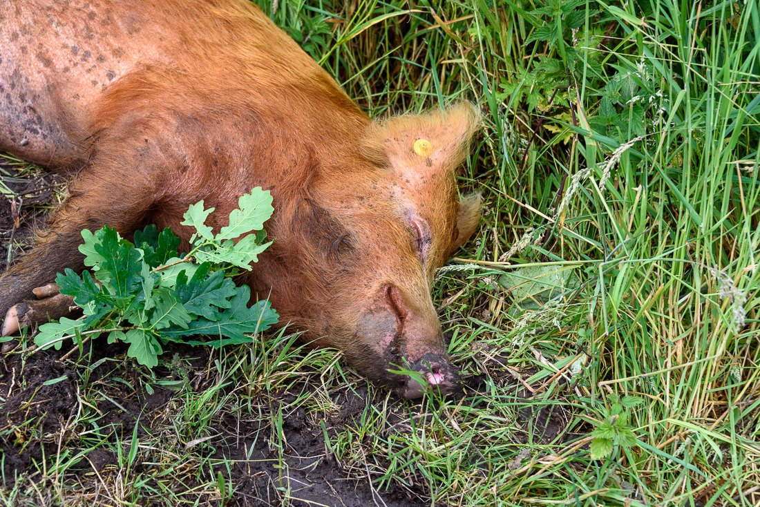 Relaxation pro Relaxation pro