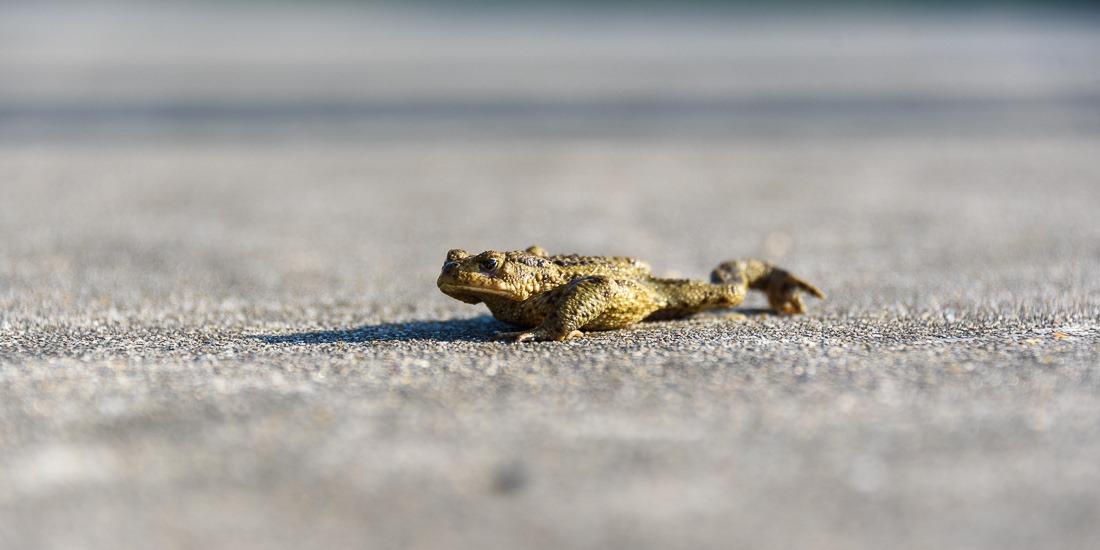 A toad out of place A toad out of place