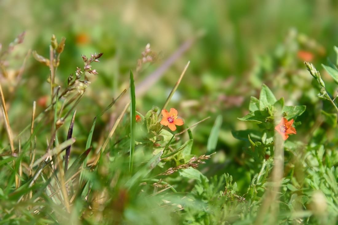 Tiny Scarlet Pimpernel Tiny Scarlet Pimpernel