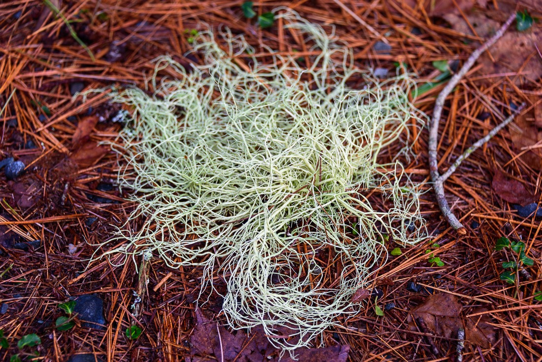 Lichen Lichen