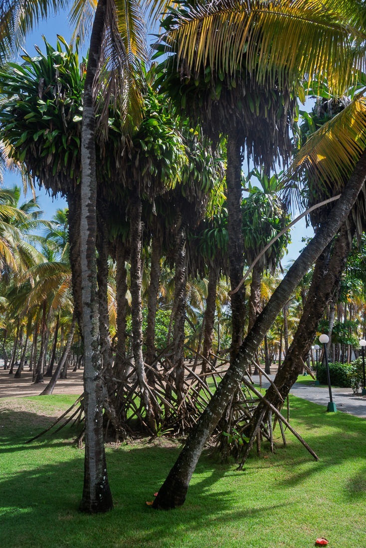 Palm trees and mangrove
