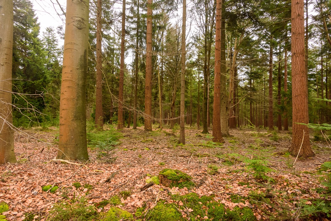 Trees hiding the forest Trees hiding the forest