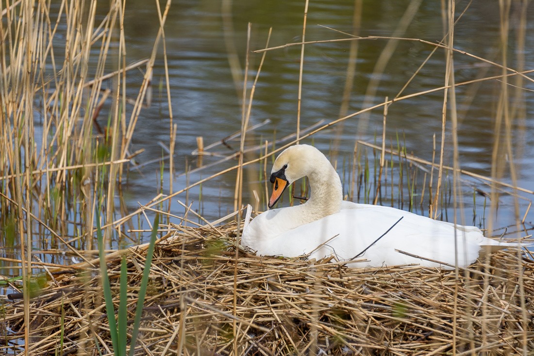 Hatching an original idea in the end Hatching an original idea in the end