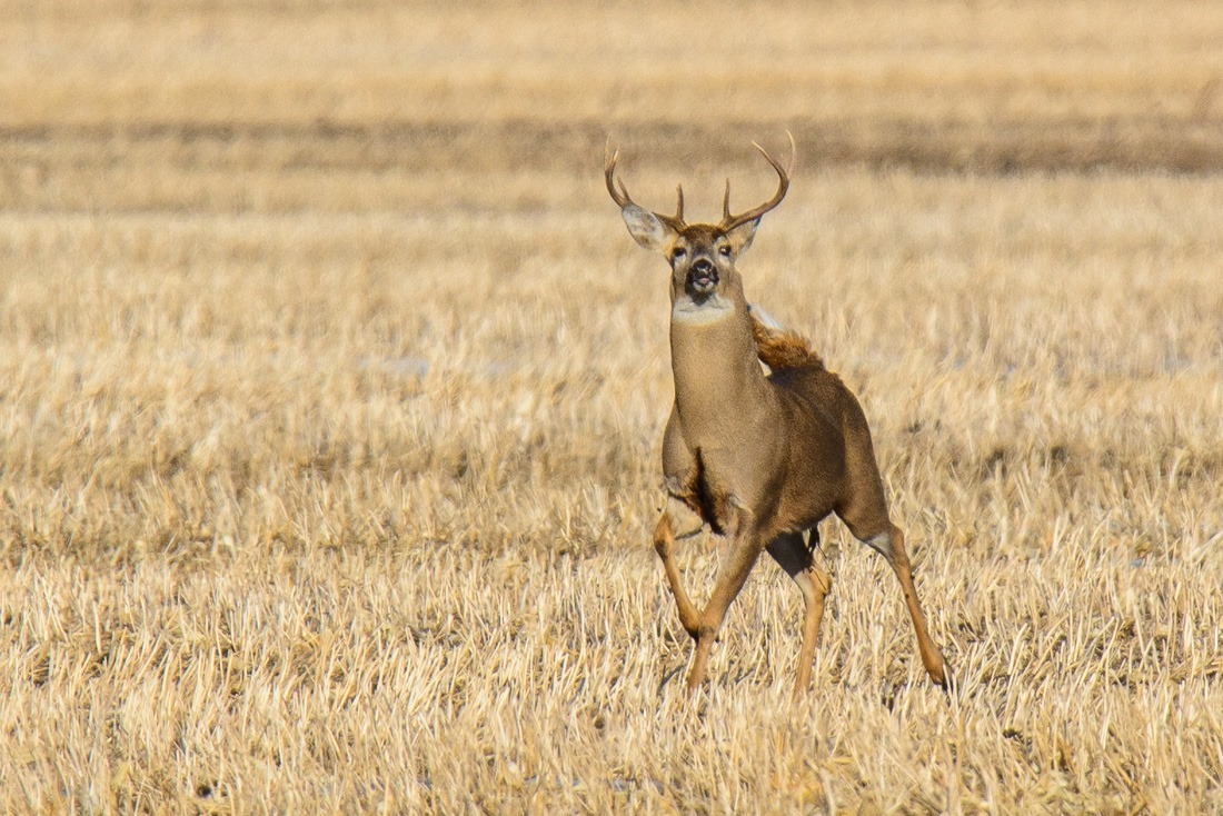Startled by my presence. I had been shooting him and his wife for some time already. Then I stepped away from the car to get a different angle. My silhouette was enough to make them bolt... Startled by my presence. I had been shooting him and his wife for some time already. Then I stepped away from the car to get a different angle. My silhouette was enough to make them bolt...