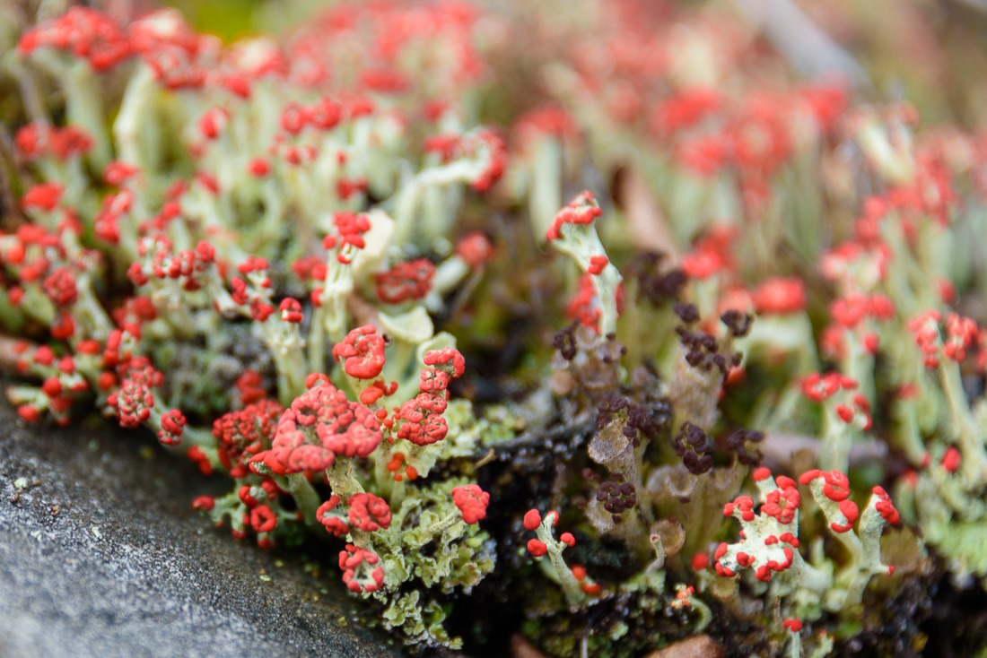 British Soldier Lichen British Soldier Lichen
