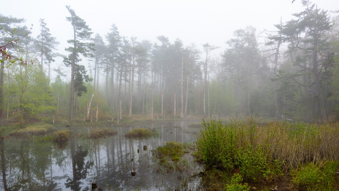 Spring Peeper heaven Spring Peeper heaven