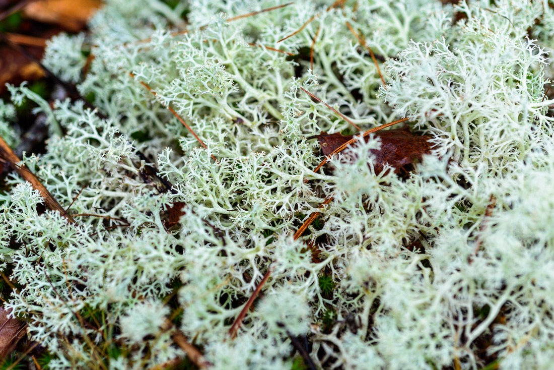 Unidentified Lichen Unidentified Lichen