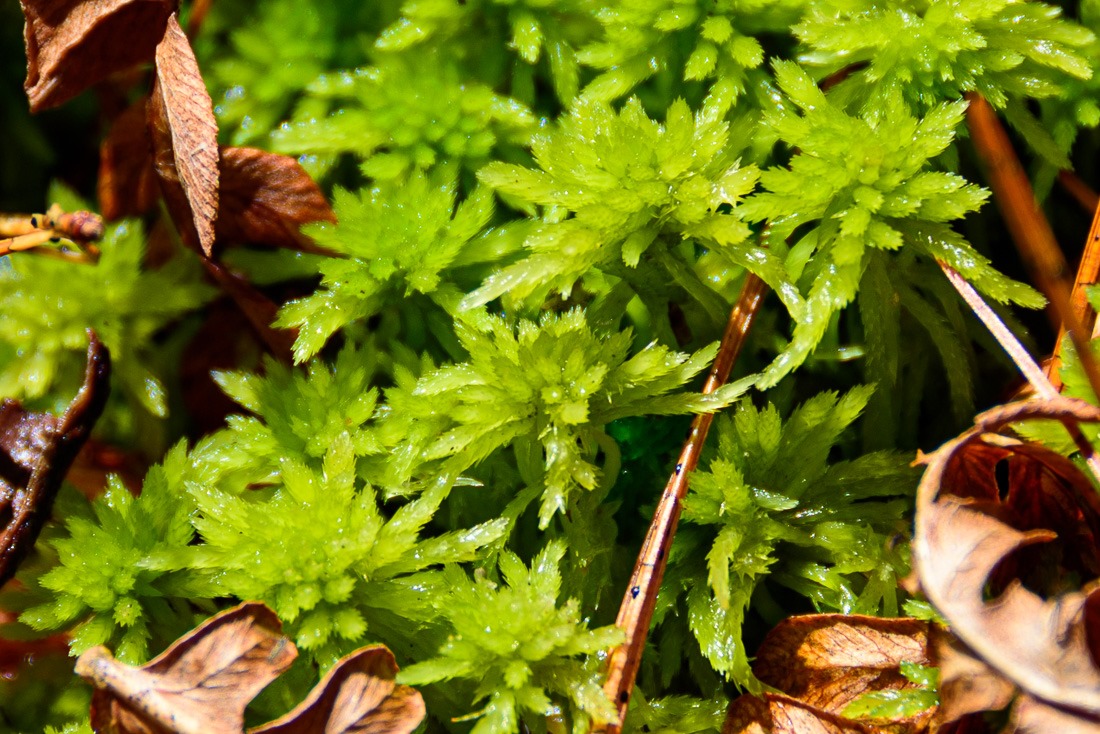 Yellow Peat Moss  Yellow Peat Moss