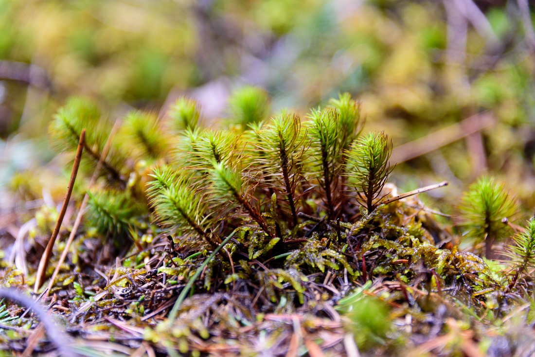 Bog Haircap Moss Bog Haircap Moss