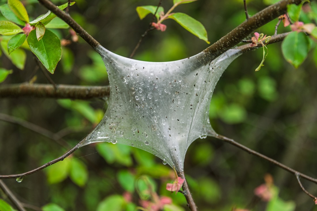 Tent Caterpillar/moth housing Tent Caterpillar/moth housing