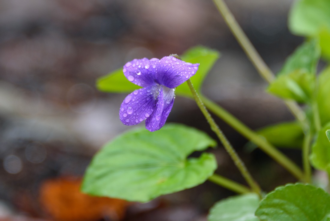 Violet Violet