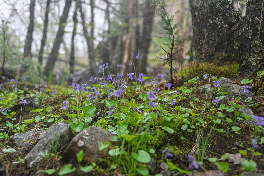 Violets in the rain Violets in the rain