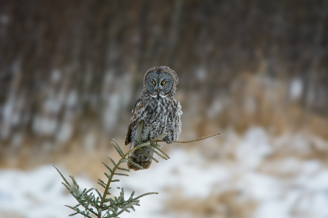 Attentive Great Grey Owl Attentive Great Grey Owl