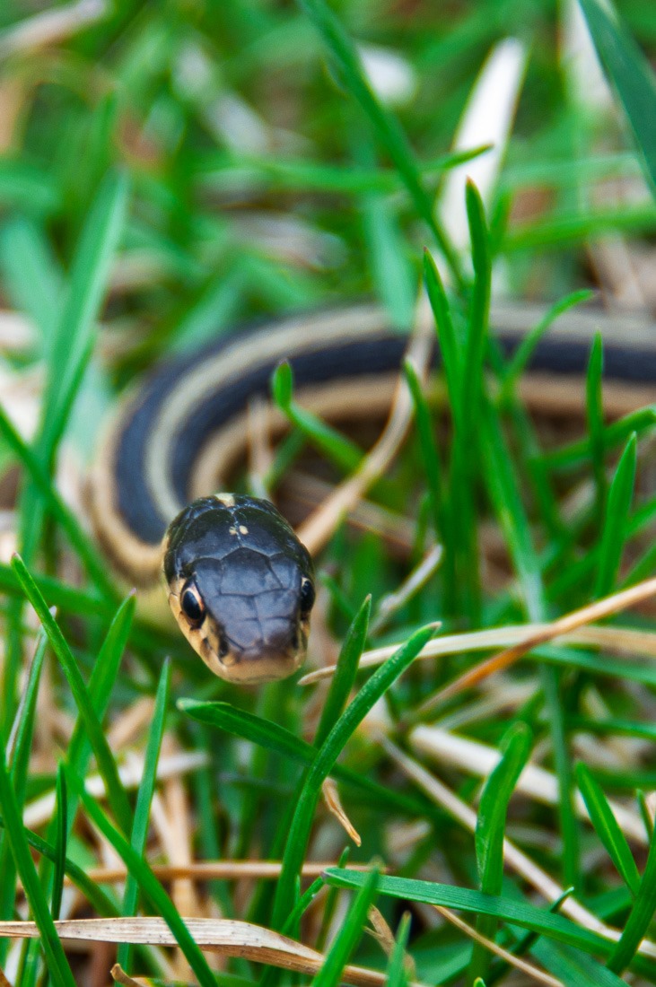 Red-sided Garter snake Red-sided Garter snake