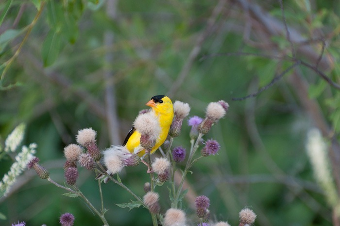 American Goldfinch, male American Goldfinch, male