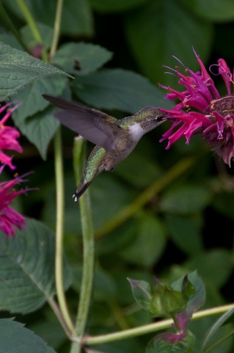 Hungry and fast Hungry and fast