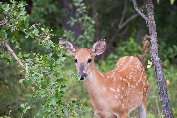 Also hungry, not so fast Also hungry, not so fast