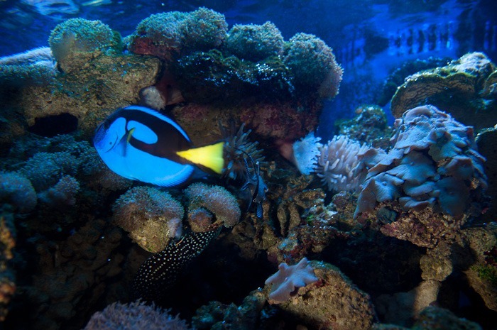 Imposing as a star Imposing as a star