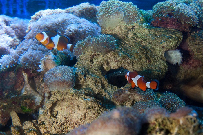 Nemo being camera shy Nemo being camera shy