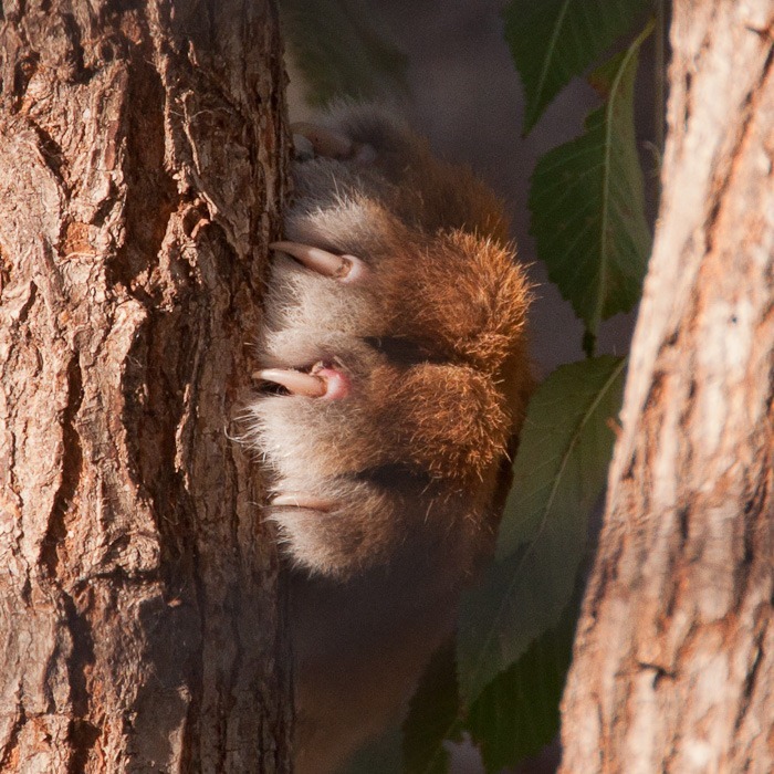 Two and a half months old paw Two and a half months old paw