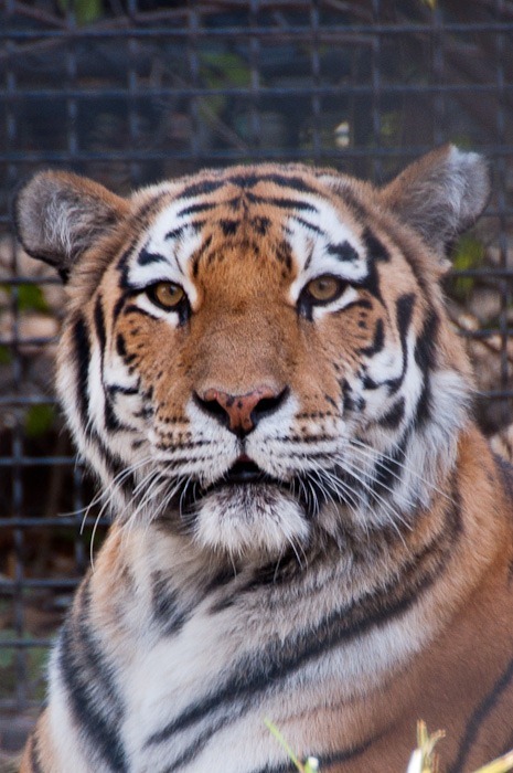 Portrait of Mama Portrait of Mama