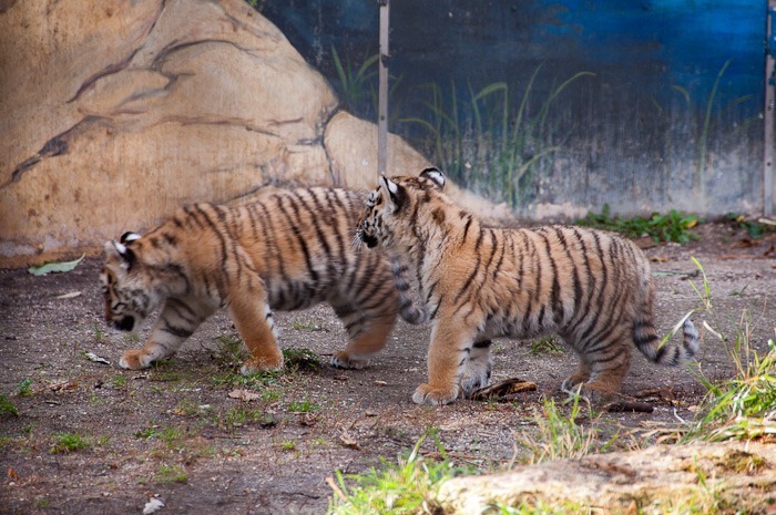 Sarma and Reka Sarma and Reka