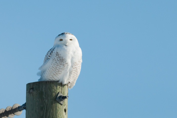 Snowy Owl Snowy Owl